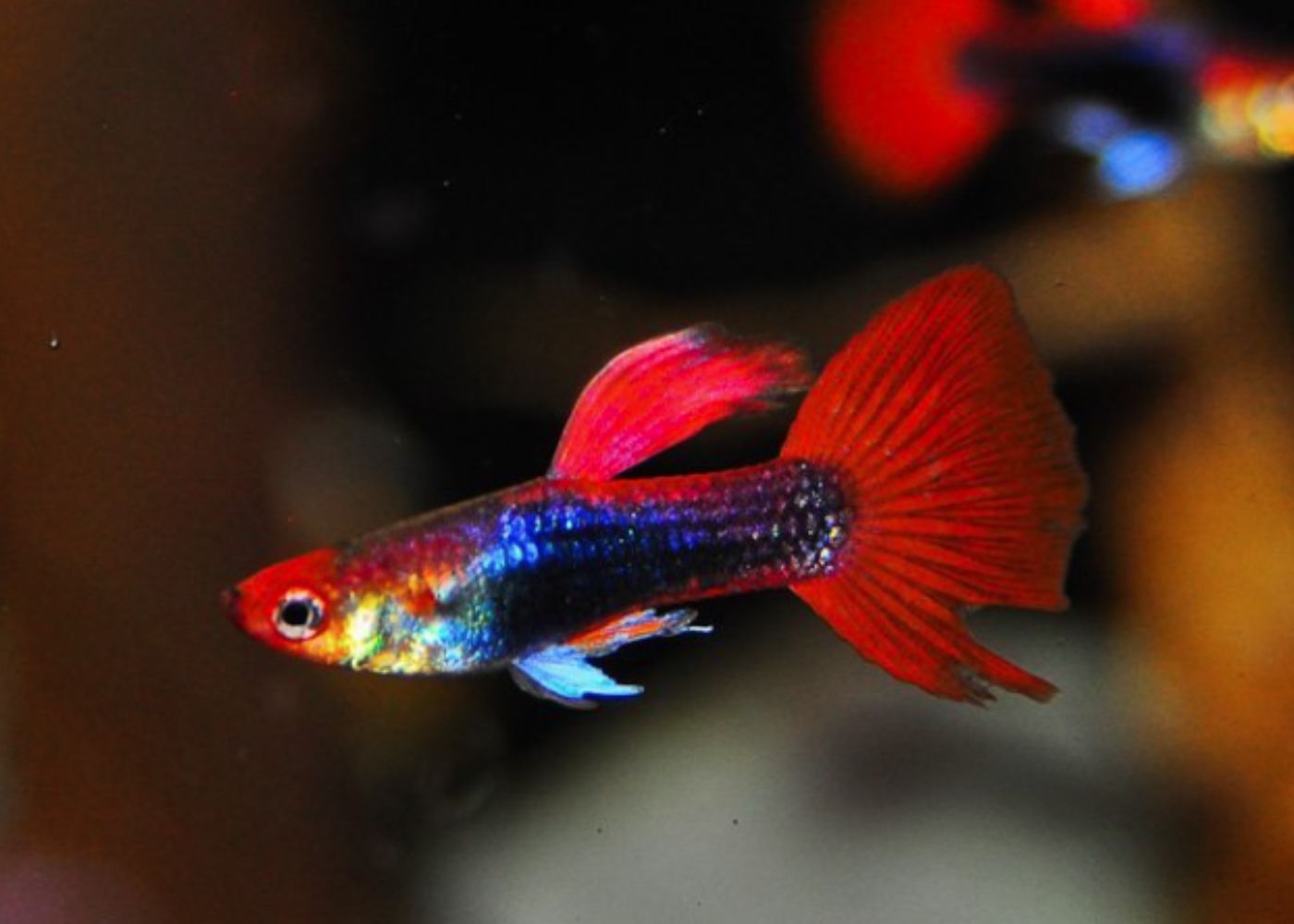 Red Tuxedo Koi Guppy