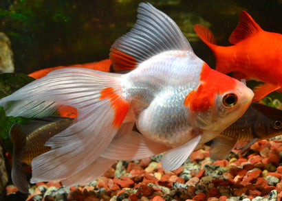 Ryukin Red And White Large