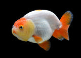 Ranchu Red And White