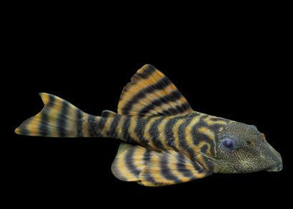 Striped fish on a black background
