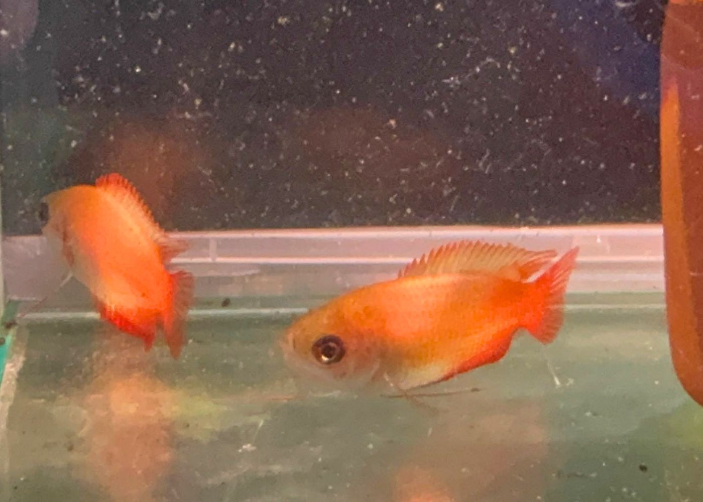 Honey Gourami - Red Tail
