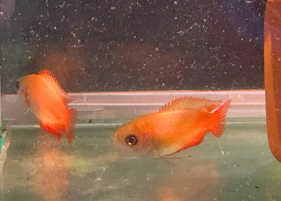 Honey Gourami - Red Tail