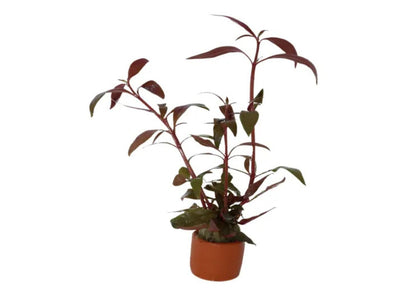 Reineckii in Terracotta Pot