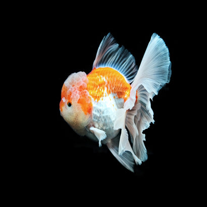 Oranda - Rosetail
