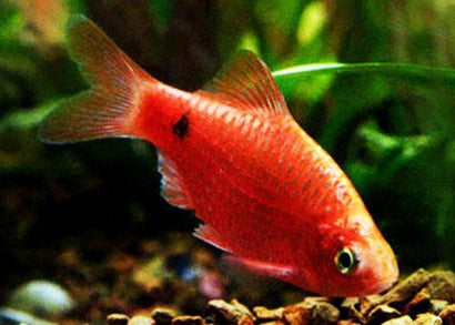 Red fish in an aquarium setting with green plants and gravel.