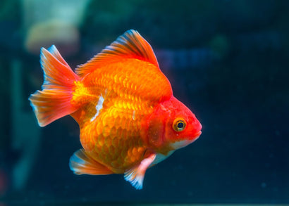Ryukin Short Tail