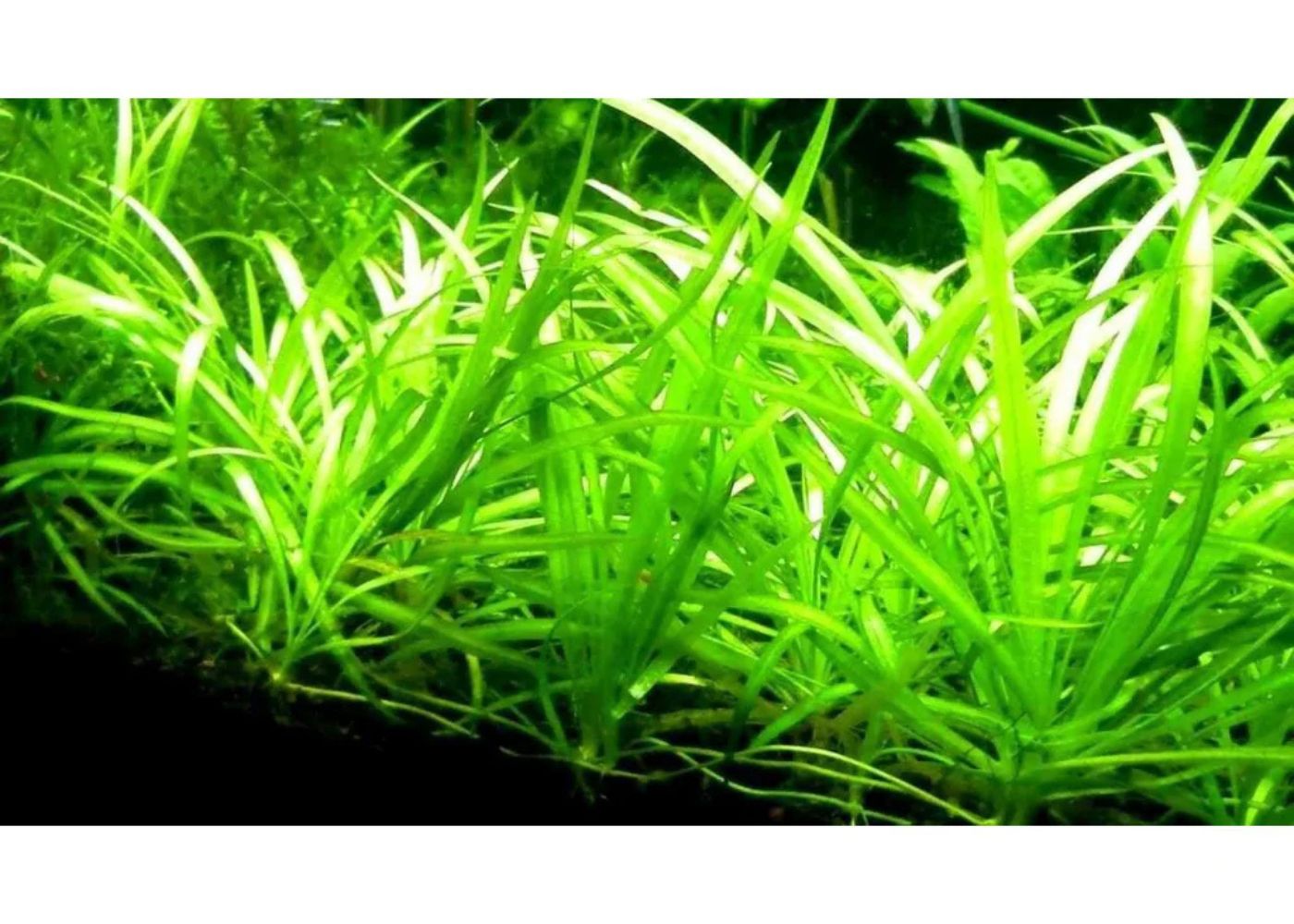 Sagittaria sublutata - Dwarf Sag - Potted