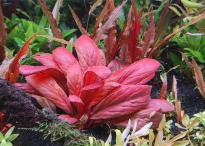Samolus parviflorus Red - Potted