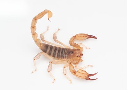 Scorpion - Sand
