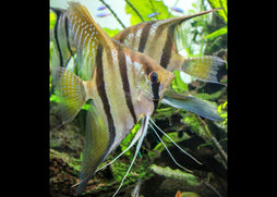 Santa Isabel Red Angelfish swimming in an aquarium with green plants
