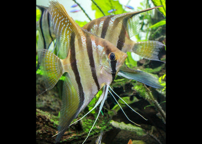 Santa Isabel Red Angelfish swimming in an aquarium with green plants