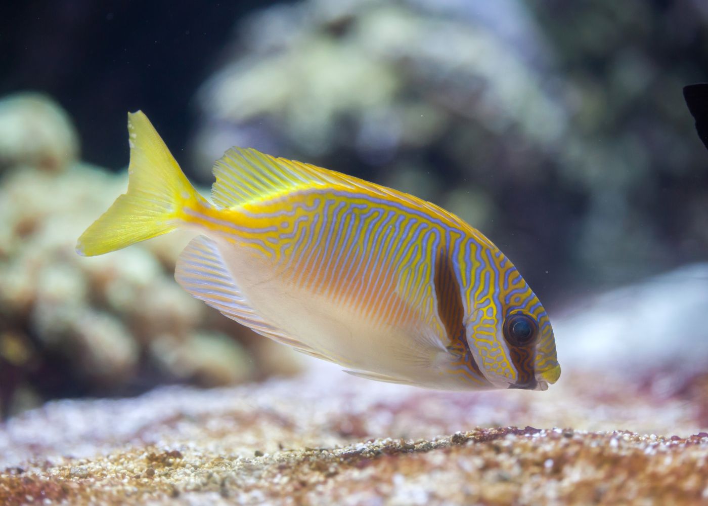 Siganus doliatus Barred Rabbit Fish | Buy Marine Fish Online 