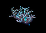 Branching Tree Coral - Sinularia Medium