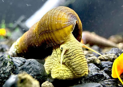 Snail - Green Rabbit (Sulawesi)