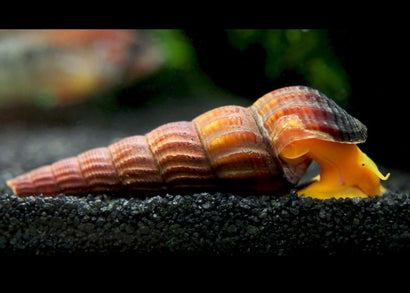 Snail - Orange Rabbit (Sulawesi)