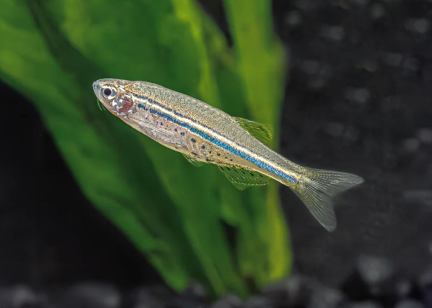 Spotted Danio