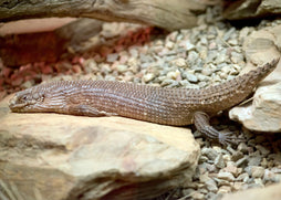 Gidgee Skink - Juv.