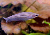 Striped Glass Catfish