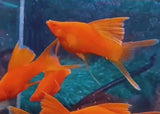 Swordtail - Bloodred Sabretail