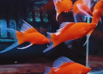 Swordtail Indonesian Flag Lyretail. Red & White fish swimming in aquarium.