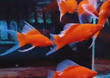 Swordtail - Indonesian Flag Lyretail
