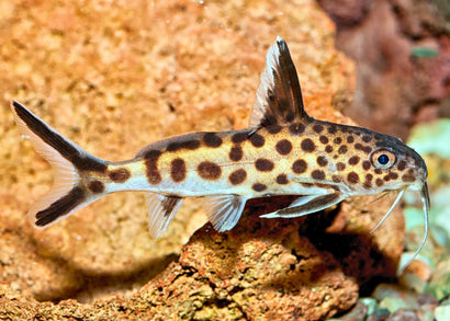 Spotted synodontis petricola catfish with a forked tail and prominent barbells in and aquarium with a large rock behind it.