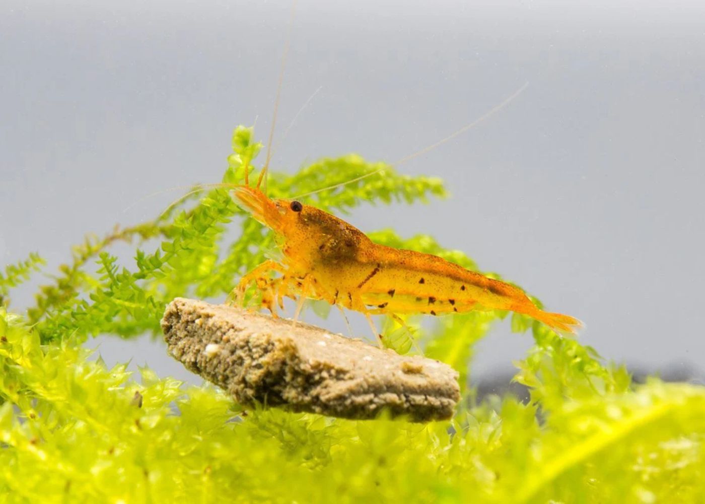 Shrimp - Tangerine Tiger