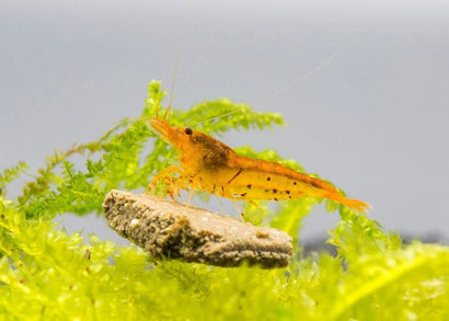 Shrimp - Tangerine Tiger