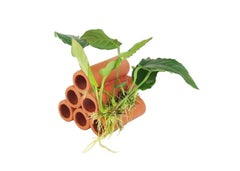 Terracotta Shrimp Tubes With Anubias
