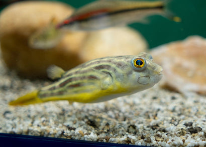 Tetraodon lineatus puffer fish in an aquarium. Yellow and brown striped fish with a large eye and beak like mouth.