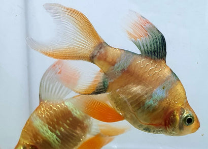 Tiger Barb - Golden Longfin