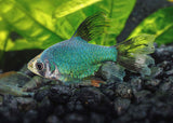 Tiger Barb Green - Longfin