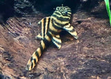 Pleco - Panaqolus Tiger Pleco L002