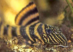 Pleco - Panaqolus Tiger Pleco L002