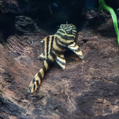Pleco - Panaqolus Tiger Pleco L002