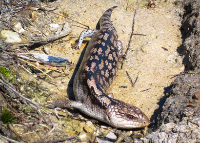 Blue Tongue Lizard - Blotched