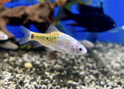 Golden Barb - Tri-colour