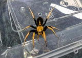 Two Toned Wolf Spider - Hoggicosa bicolour