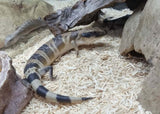 Blue tongue Lizard - Western Juv