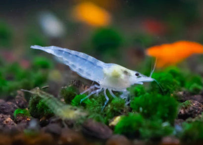 Cherry Shrimp - Snowball