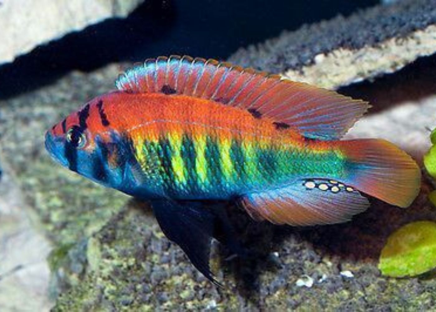 Xystichromis Phytophagus