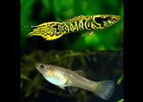 Endler Guppy - Yellow Tiger