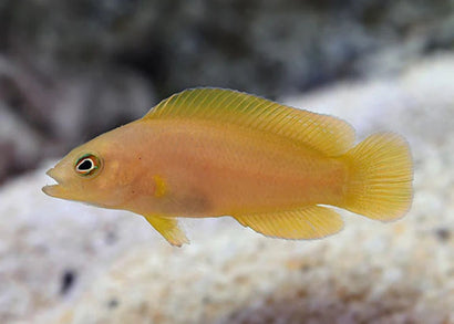 Dottyback - Yellow