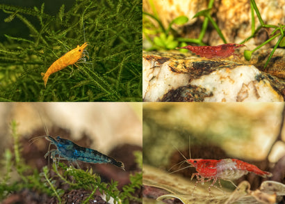 Assorted cherry shrimp | freshwater aquarium ship | Coburg Aquarium