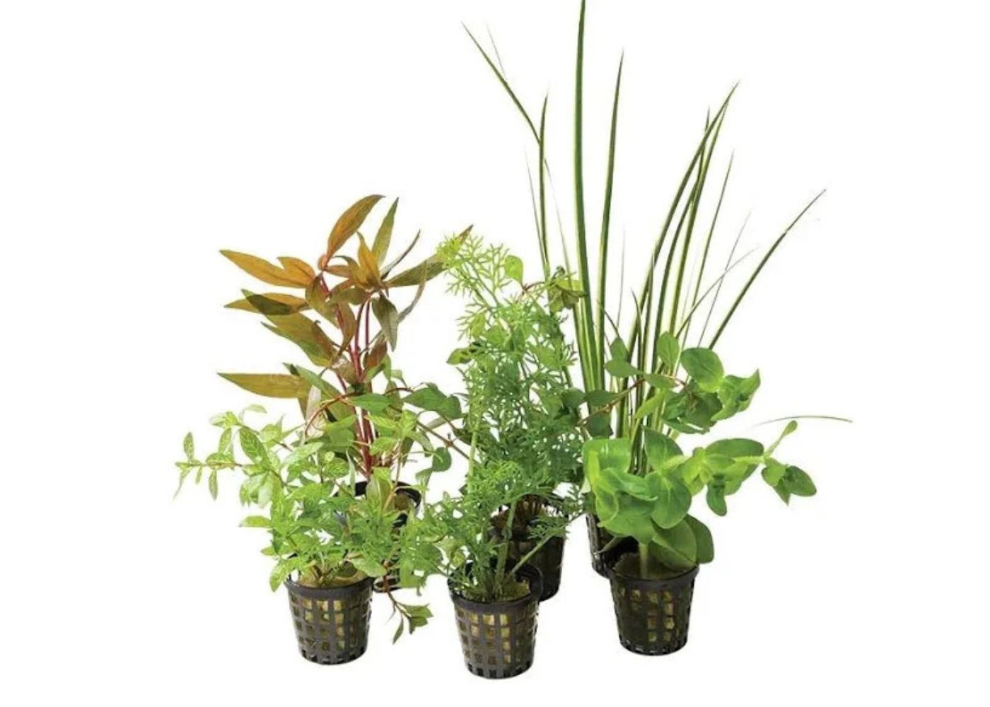 Plant - Assorted In Plastic Pot