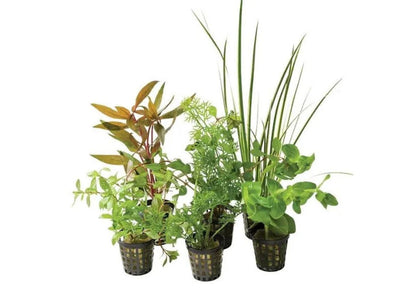 Plant - Assorted In Plastic Pot