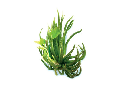 Green aquatic plant on a white background. Banana lily .