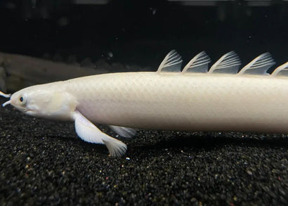 Senegal Bichir - Platinum