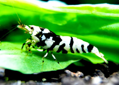 Shrimp - Black Fancy Tiger