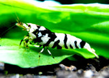 Shrimp - Black Fancy Tiger